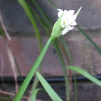 Three-cornered Leek